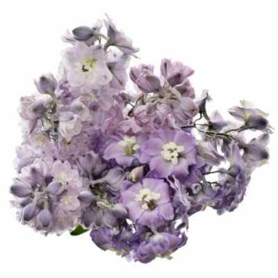 Ostrožka DU ELATUM DEWI LADY