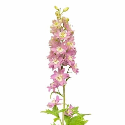 Ostrožka DU ELATUM PINK ARROW 80cm