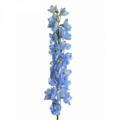 Ostrožka DU MAGIC FOUNTAINS SKYBLUE WHITEBEE 60 cm