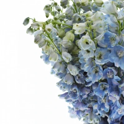 Ostrožka DU MAGIC FOUNTAINS SKYBLUE WHITEBEE