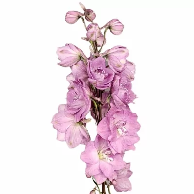 Ostrožec EL CENTURION ROSE 80cm