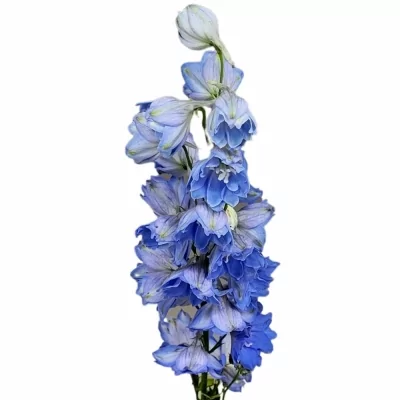 Ostrožka EL CENTURION SKYBLU 70cm