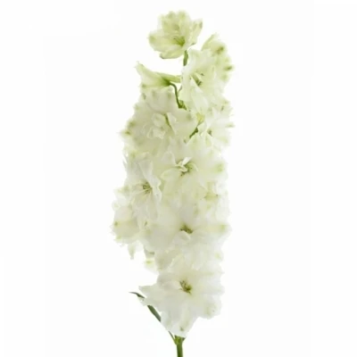 Ostrožec EL CENTURION WHITE 100cm