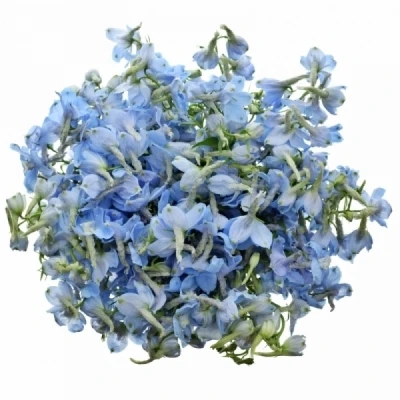 Ostrožka EN BALLKLEID