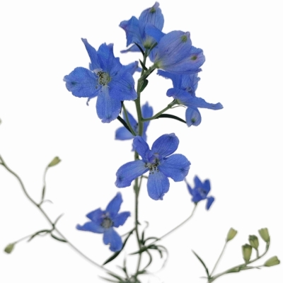 Ostrožka EN FASHION BLUE 60 cm