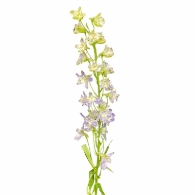 Ostrožka EN GRANDIFLORUM FASHION LAVENDER 60 cm