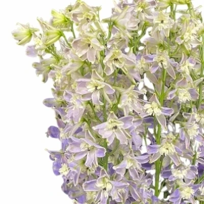 Ostrožka EN GRANDIFLORUM FASHION LAVENDER