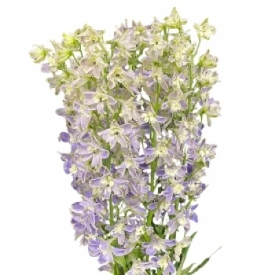 Ostrožka EN GRANDIFLORUM FASHION LAVENDER