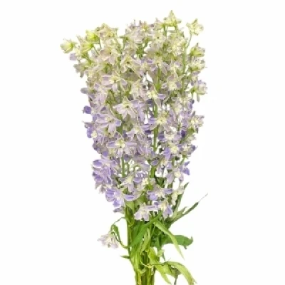 Ostrožka EN GRANDIFLORUM FASHION LAVENDER