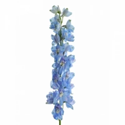 Ostrožka EN GRANDIFLORUM MORPHO PLATINUM BLUE 50 cm