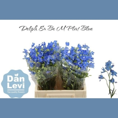 Ostrožka EN GRANDIFLORUM MORPHO PLATINUM BLUE