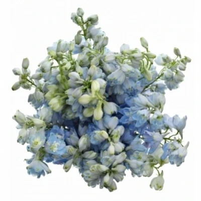 Ostrožka EN GRANDIFLORUM MORPHO PLATINUM BLUE