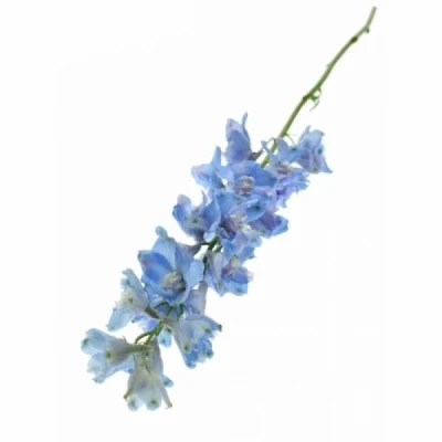 Ostrožka EN GRANDIFLORUM MORPHO PLATINUM BLUE