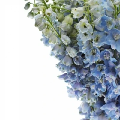 Ostrožka EN GRANDIFLORUM MORPHO PLATINUM BLUE