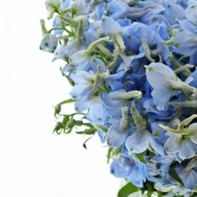 Ostrožka EN GRANDIFLORUM MORPHO SKY BLUE