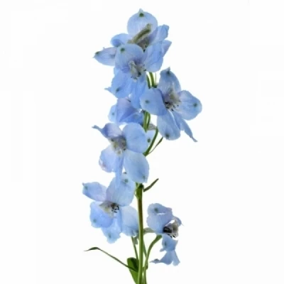 Ostrožka EN GRANDIFLORUM MORPHO SKY BLUE 50 cm