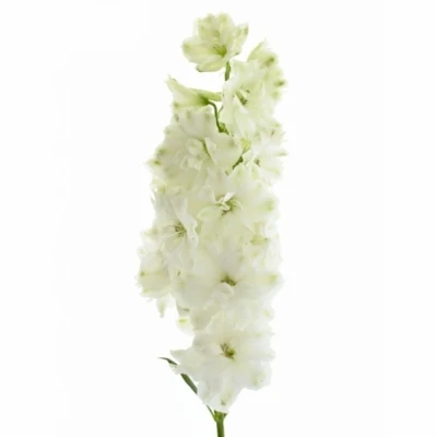 Ostrožka EN MORPHO SILKY WHITE 80 cm