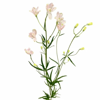 Ostrožka EN MORPHO SUGAR PINK 60cm