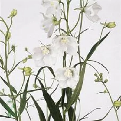 Ostrožka EN SNEEUWWITJE 70 cm