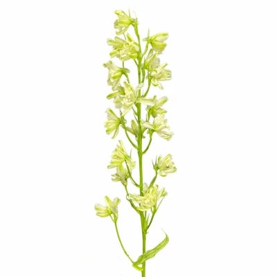 Ostrožka EN TRICK YELLOW 80cm