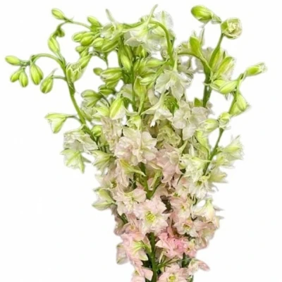 Ostrožka REGALIS QIS LIGHT PINK 60cm
