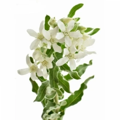 Oxypetal ALBA