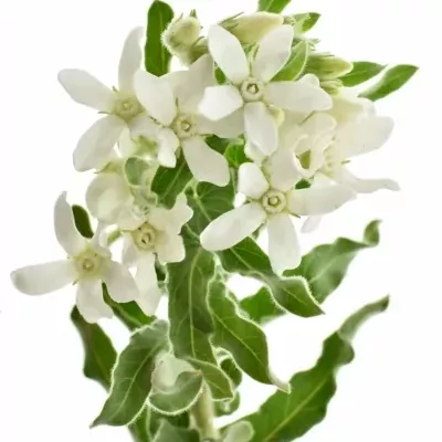 Oxypetal PINT WHITE DOUBLE 50m