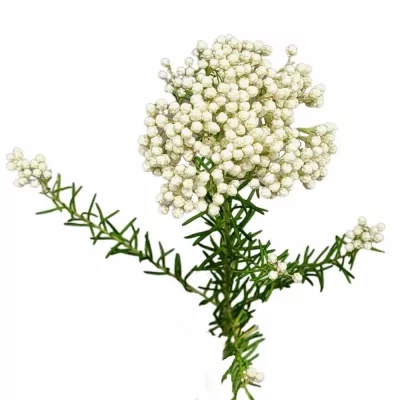 Ozothamnus COOKS SNOW WHITE 40cm