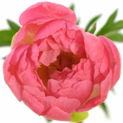 PAEONIA CORAL SUNSET