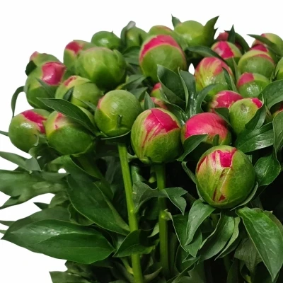 PAEONIA CORAL SUNSET