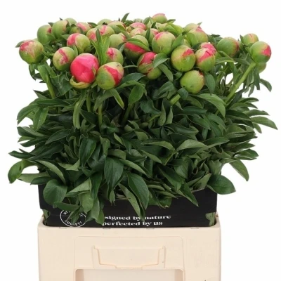 PAEONIA CORAL SUNSET
