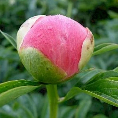 PAEONIA CORAL SUNSET