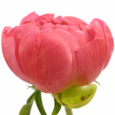 PAEONIA CORAL SUNSET