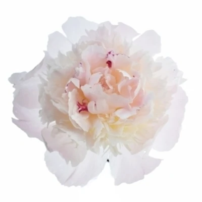 Pivoňka L ALERTIE 50cm