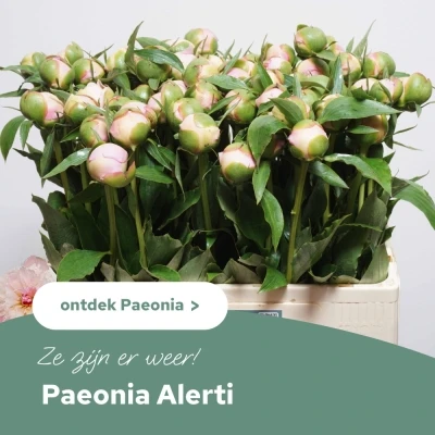 PAEONIA L ALERTIE