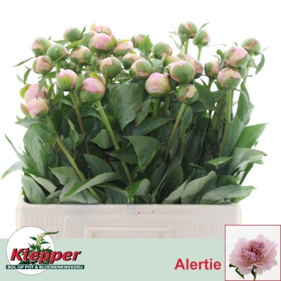 PAEONIA L ALERTIE