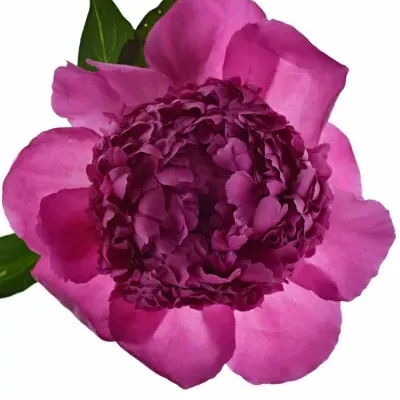 PAEONIA L MELISSA 60cm