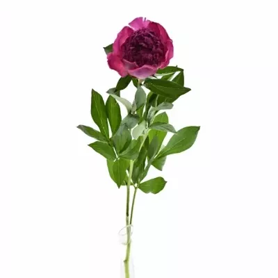 PAEONIA L MELISSA 60cm