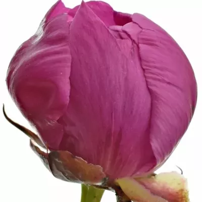 Pivoňka L MELISSA 60cm