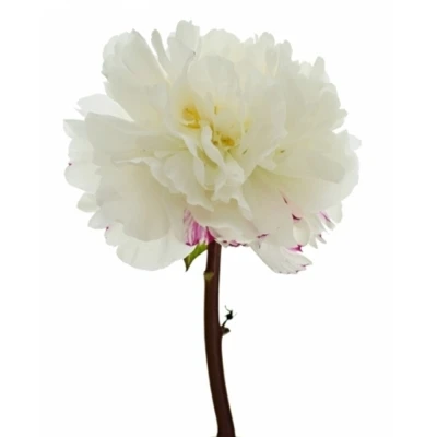 PAEONIA L MOULIN ROUGE