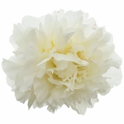 PAEONIA L MOULIN ROUGE