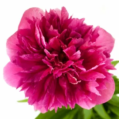 PAEONIA OFFICINALIS