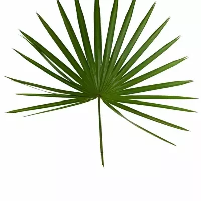 PALM CHAMAEROPS 45cm 