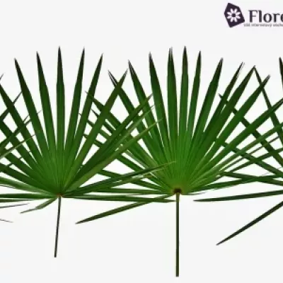 PALM Chamaerops 70cm