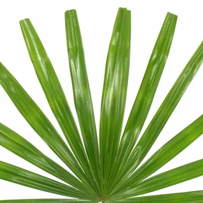 PALM Rhapis CUTTED 50cm