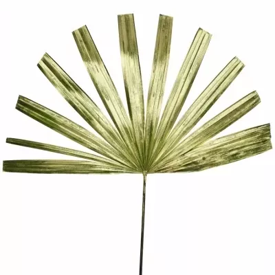 PALM RHAPIS CUTTED GOLD 50cm