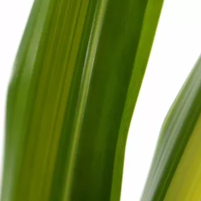 Pandanus LEAF GREEN