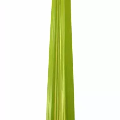 PANDANUS LEAF GREEN