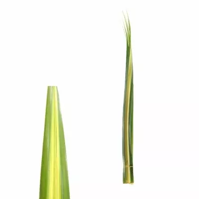 PANDANUS LEAF YELLOW L90