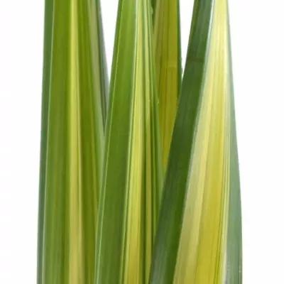 PANDANUS LEAF YELLOW